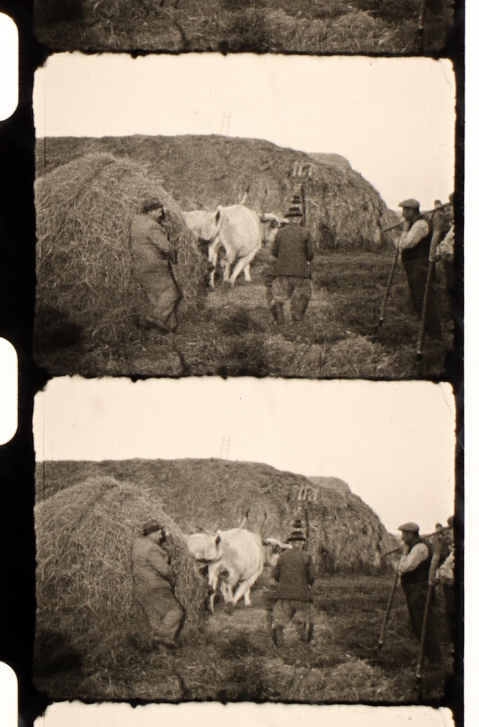 Munkaszolgálatosok a szalmabáláknál és két tehén