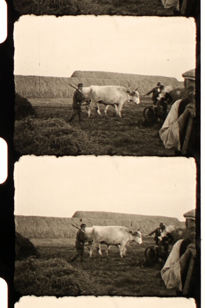 Munkaszolgálatosok a szántóföldön és két tehén