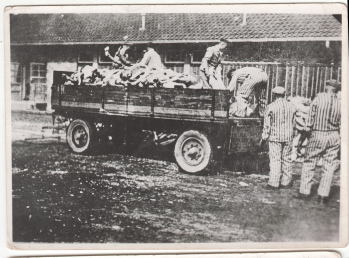 Dachaui táborban holttesteket raknak egy teherautóra
